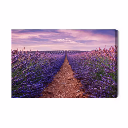 Canvastavla - Beautiful lavender field