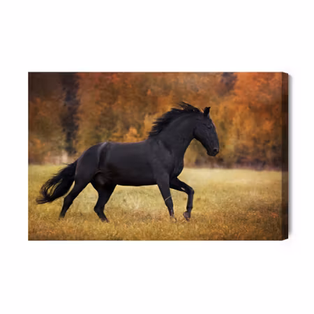 Canvastavla - Black horse in the clearing