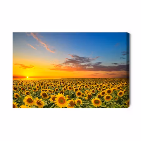 Canvastavla - Sunset over a field of sunflowers