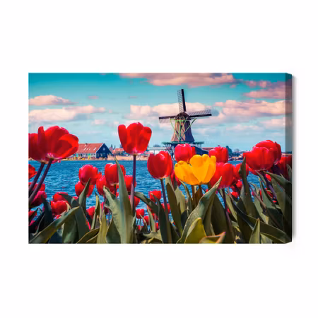 Canvastavla - Tulips on a dutch windmill background