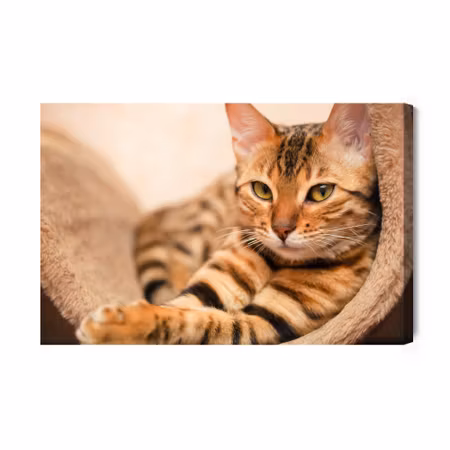 Canvastavla - Bengal cat