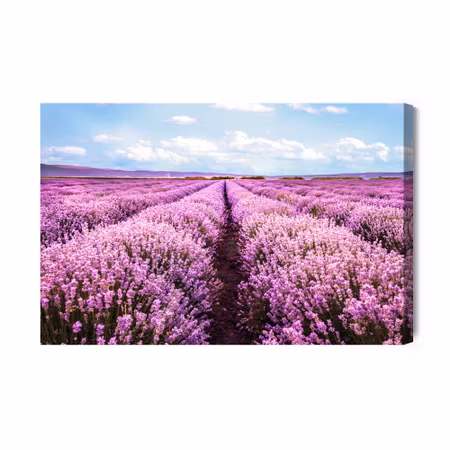 Canvastavla - 3d blooming lavender field