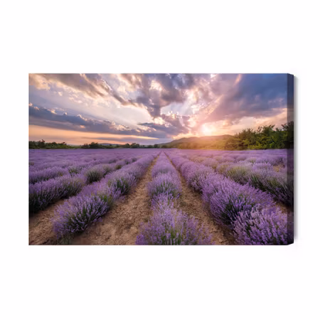 Canvastavla - Lavender field at sunset