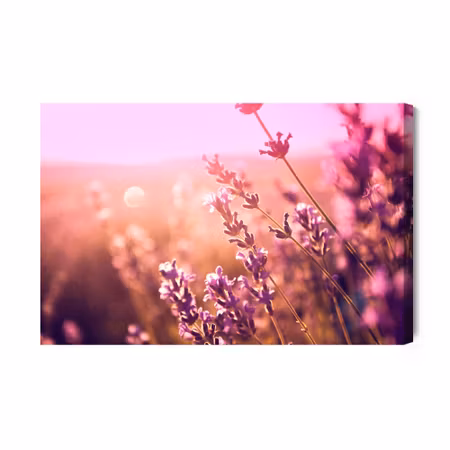 Canvastavla - Lavender flowers in the sun 3d