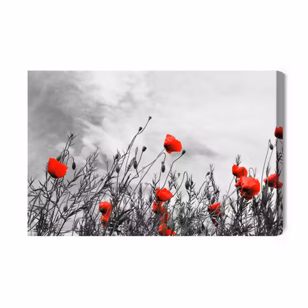 Canvastavla - Red poppies on a black and white