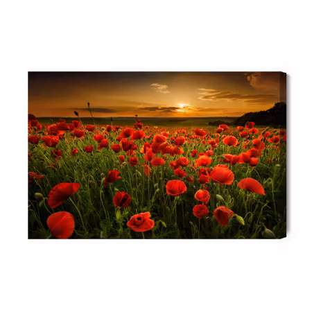 Canvastavla - Field of poppies at sunset 3d