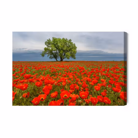 Canvastavla - A tree in the middle of a poppy field