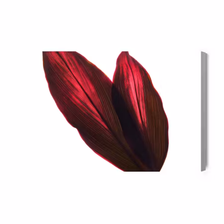 Canvastavla - Cordyline bush leaves