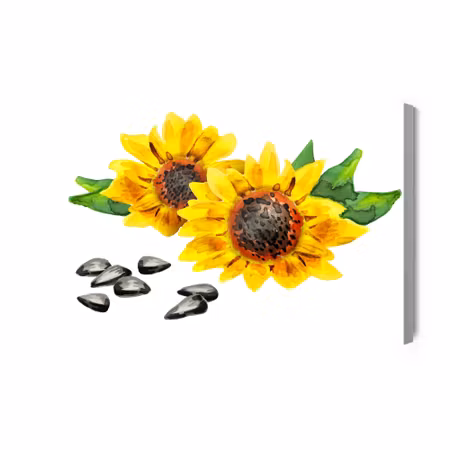 Canvastavla - Flowers and sunflower seeds as painted