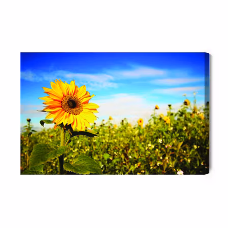 Canvastavla - Sunflowers against the blue sky