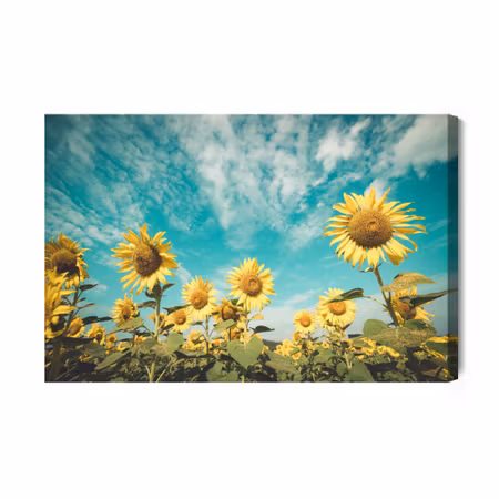 Canvastavla - Sunflower field against the sky