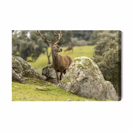 Canvastavla - A deer among the rocks