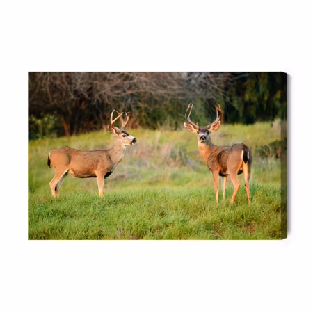 Canvastavla - Two young deer