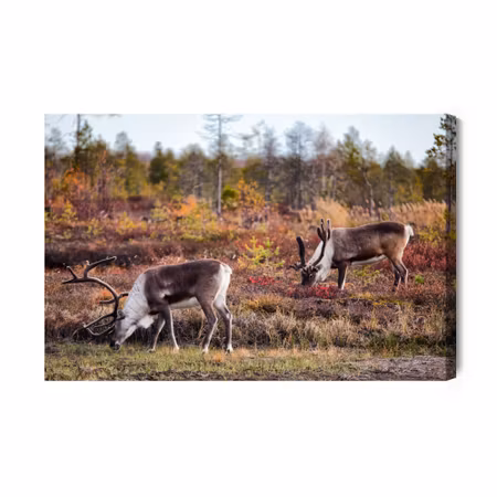 Canvastavla - Siberian deer