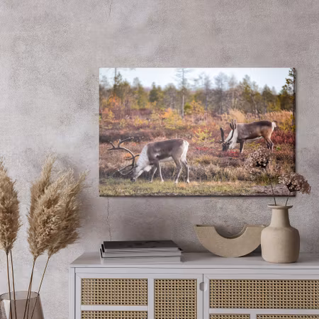 Canvastavla - Siberian deer