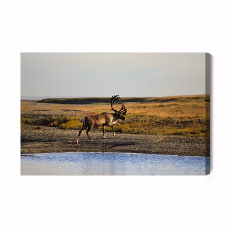 Canvastavla - A deer over the water