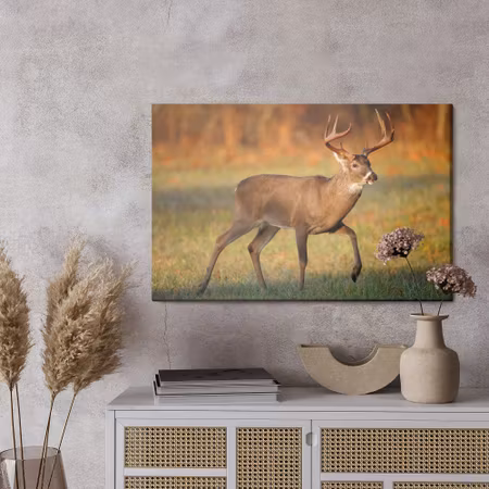 Canvastavla - White-tailed deer