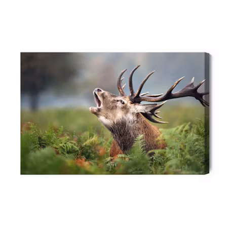 Canvastavla - A roaring deer