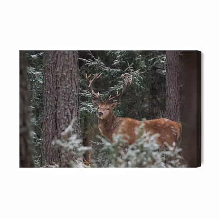 Canvastavla - A deer with a magnificent antler in the