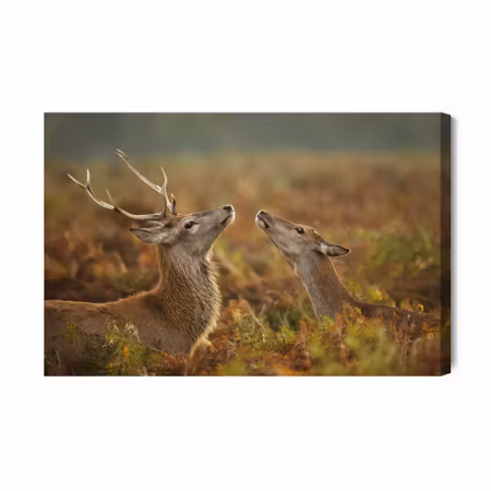 Canvastavla - Deer with a doe