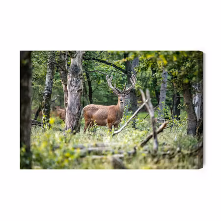 Canvastavla - A deer in the middle of a deciduous