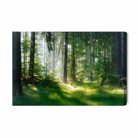 Canvastavla - The sun peeks into the forest