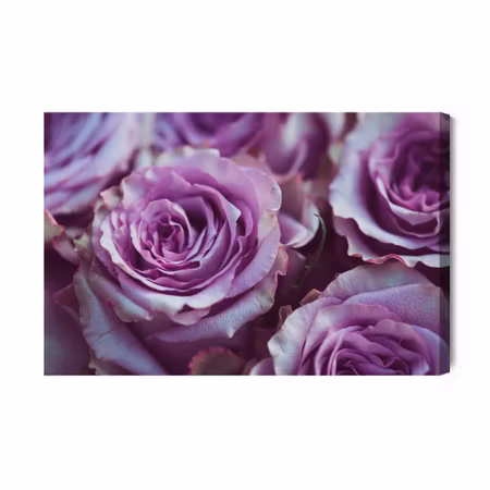 Canvastavla - Beautiful purple roses