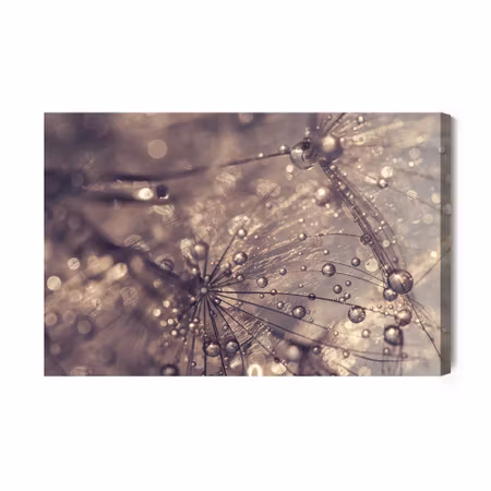 Canvastavla - Dandelion, water drops