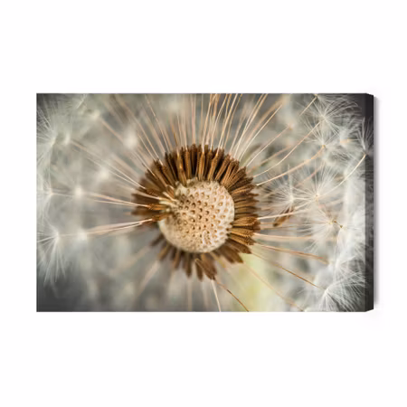Canvastavla - Dandelion close up