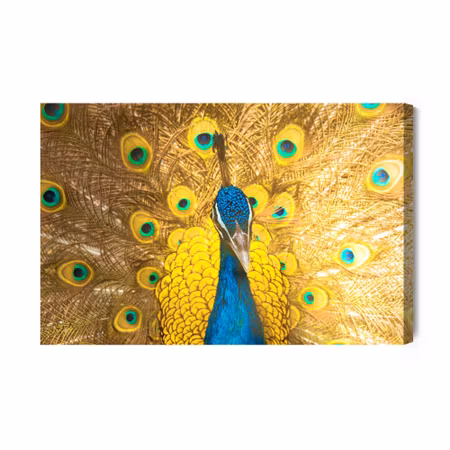Canvastavla - Beautiful colorful peacock
