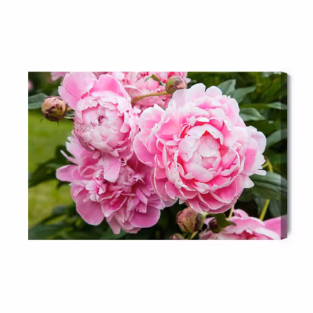 Canvastavla - Peony flowers