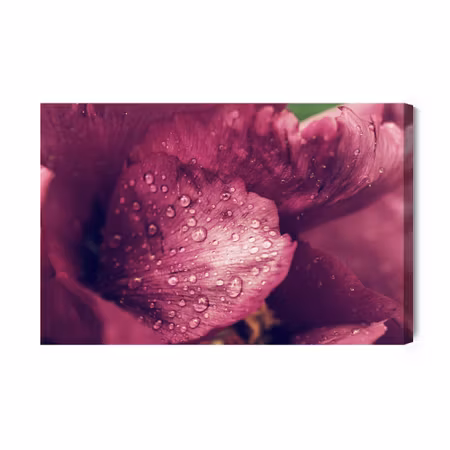 Canvastavla - Peony roses with dew