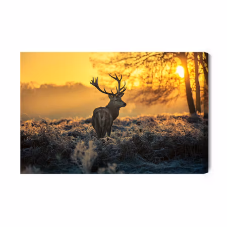 Canvastavla - Deer in the morning