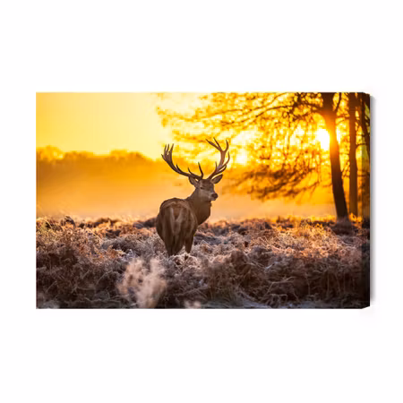 Canvastavla - Deer in the morning sun