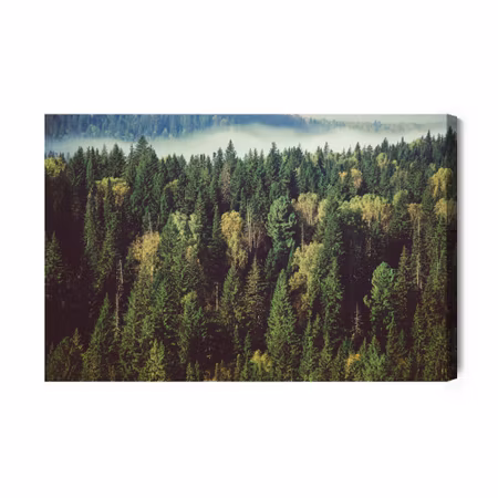 Canvastavla - Forest with fog in the background