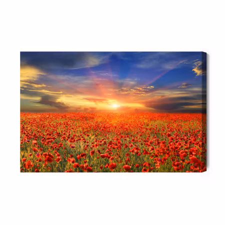 Canvastavla - Sunset over a filed of poppies 3d