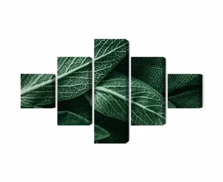 Canvastavla - Salvia leaves on a macro scale