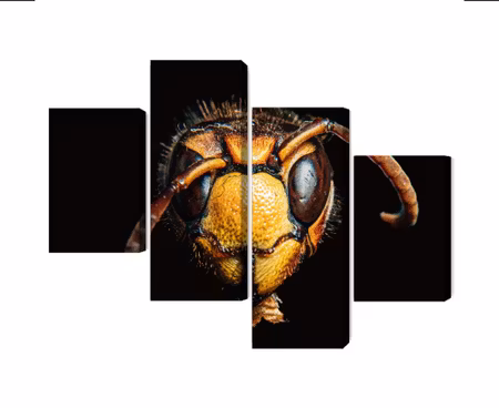 Canvastavla - Hornet on a macro scale