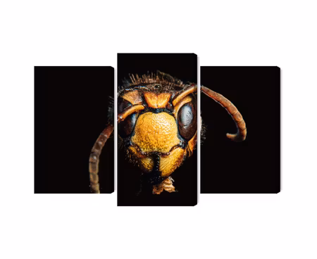 Canvastavla - Hornet on a macro scale