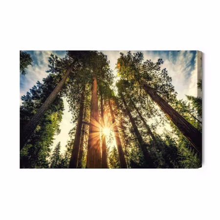 Canvastavla - Sunrise forest