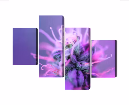 Canvastavla - Macro plant on a pink-purple background