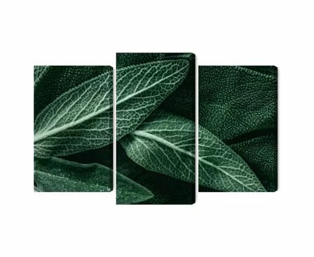 Canvastavla - Salvia leaves on a macro scale