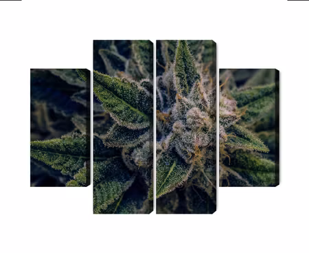 Canvastavla - Cannabis plant close up
