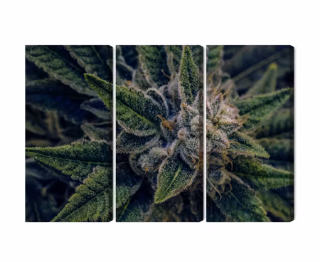 Canvastavla - Cannabis plant close up