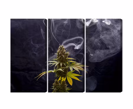 Canvastavla - Cannabis plant on a smoky background