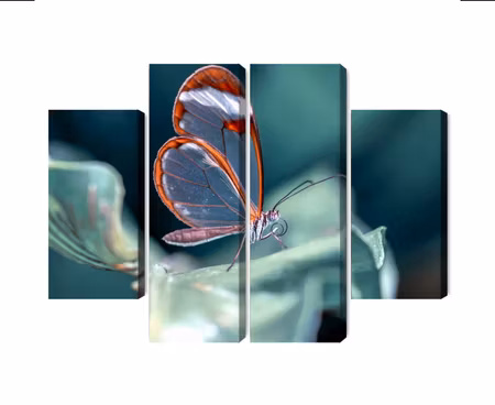 Canvastavla - Glass-winged butterfly close up