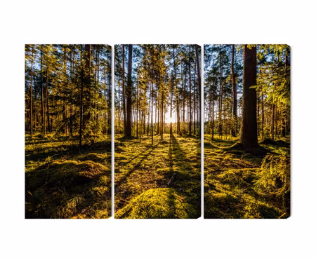 Canvastavla - Morning sun rays in the forest