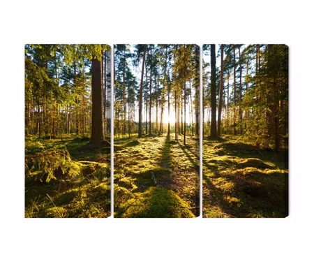 Canvastavla - Forest landscape with sunset