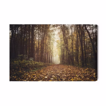 Canvastavla - Autumn forest