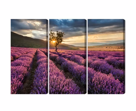 Canvastavla - Lavender field at sunset 3d